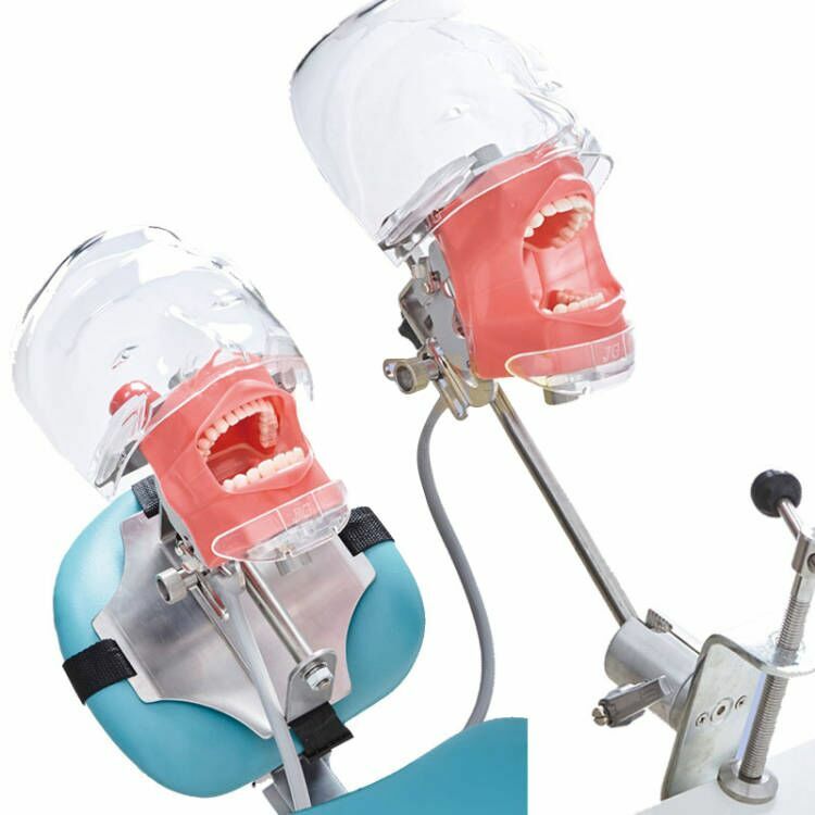 Dental Simulator Manikin Phantom Head Model with Replaceable Teeth Model USSTOCK