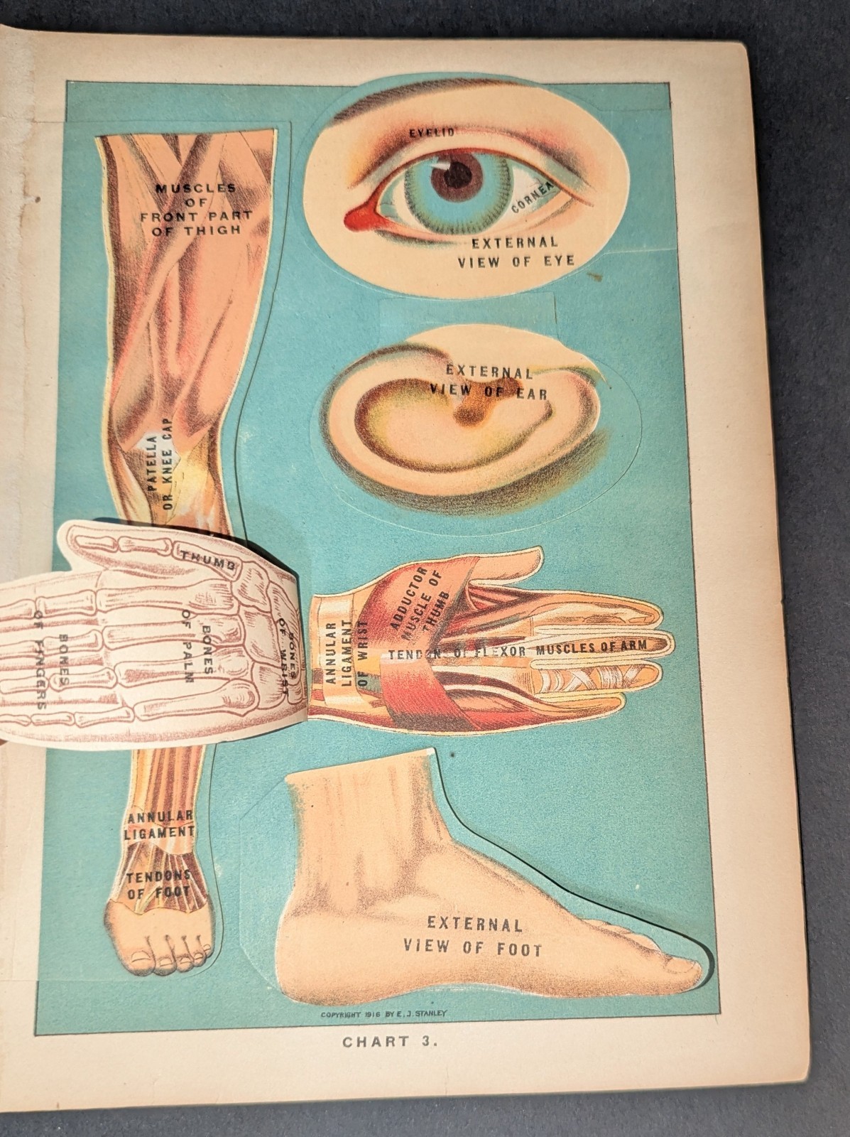 Antique Medical Book Plate Layered Anatomy of Eye Ear Hand Foot Leg E J Stanley