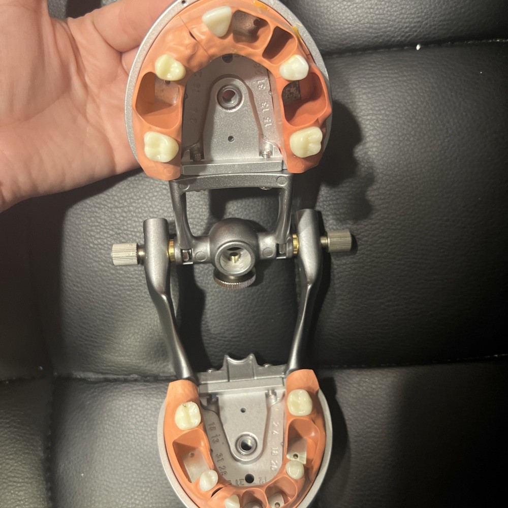 Modupro Typodont With Articulator , Endodontic Section MP_E120_PC