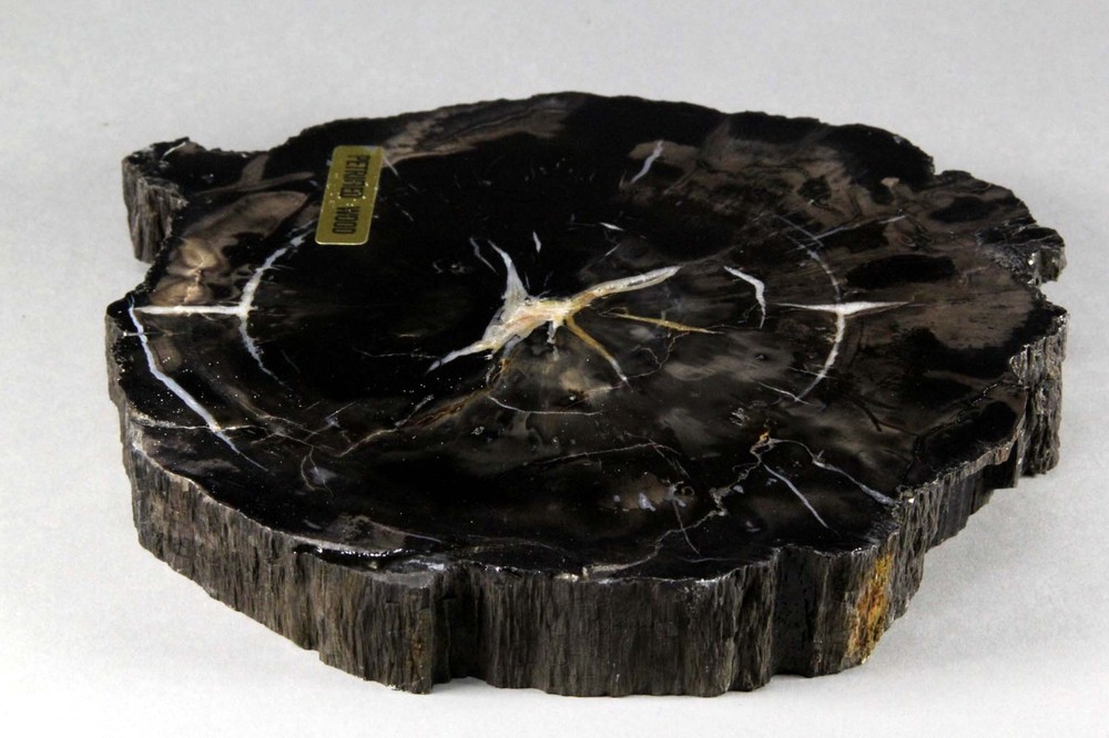 Black Petrified Wood #1