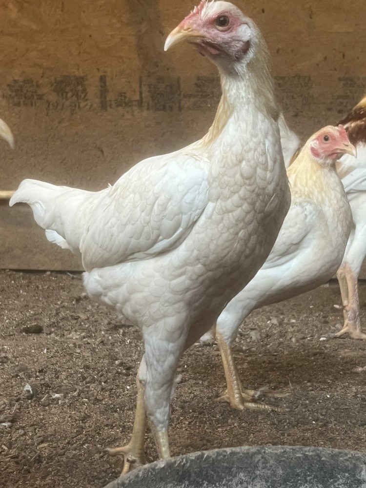 Assorted Large Fowl Hatching Eggs—Exhibition Line