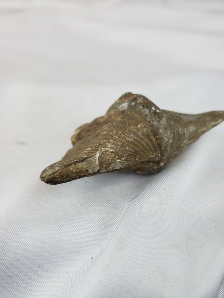 Pre-historic fossil, nice, rare