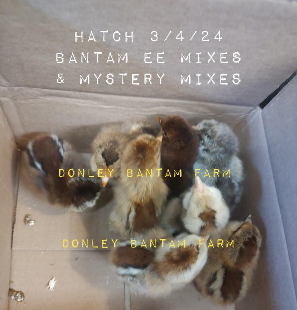 12 Bantam Assorted D'uccle & Easter Egger "Fun Pen" Hatching Eggs