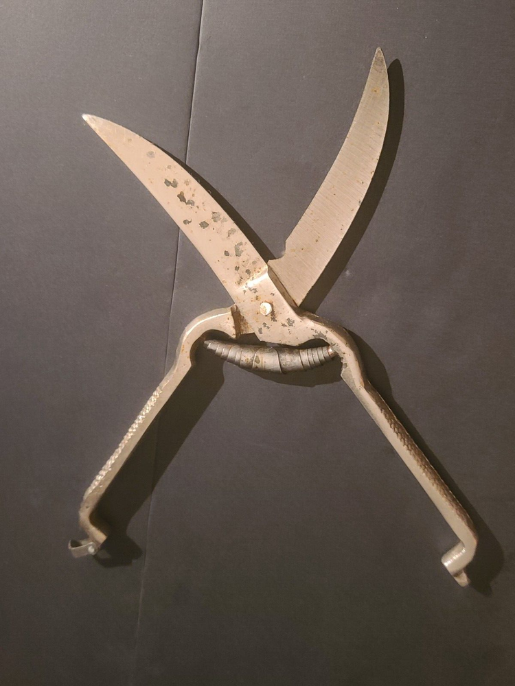 Vintage Poultry Chicken Shears Scissors Kitchen Tool Spring Opening UNMARKED