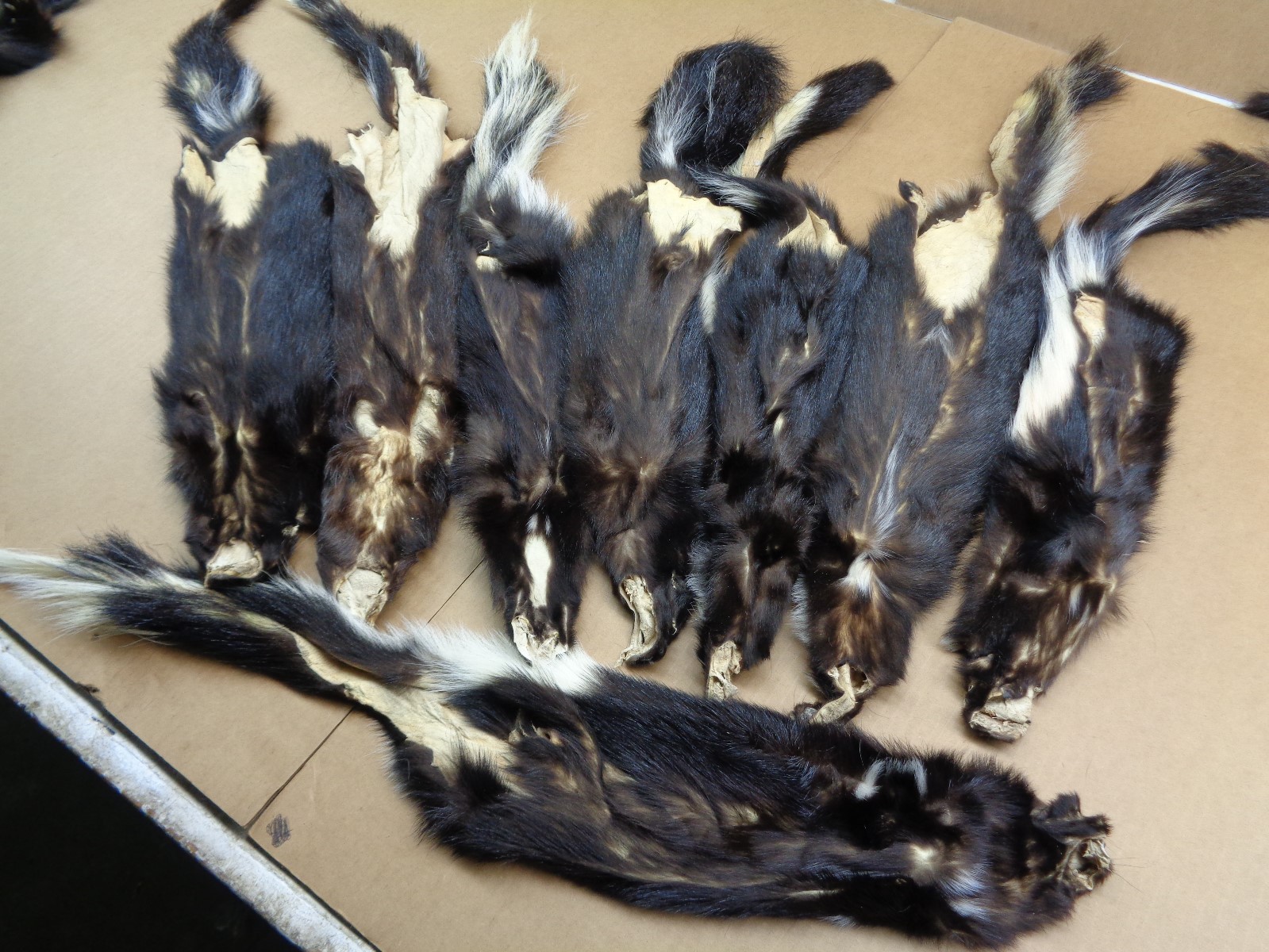 Professionally Tanned Medium #2 striped skunk hide/fur/gag gift/prank