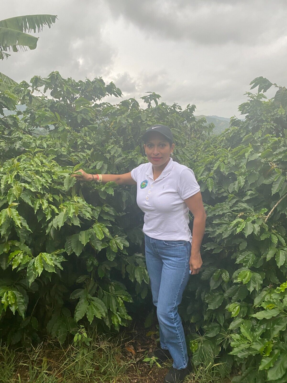 100% JAMAICAN BLUE MOUNTAIN COFFEE BEANS PEABERRY MEDIUM ROASTED 2 TO 12 POUNDS