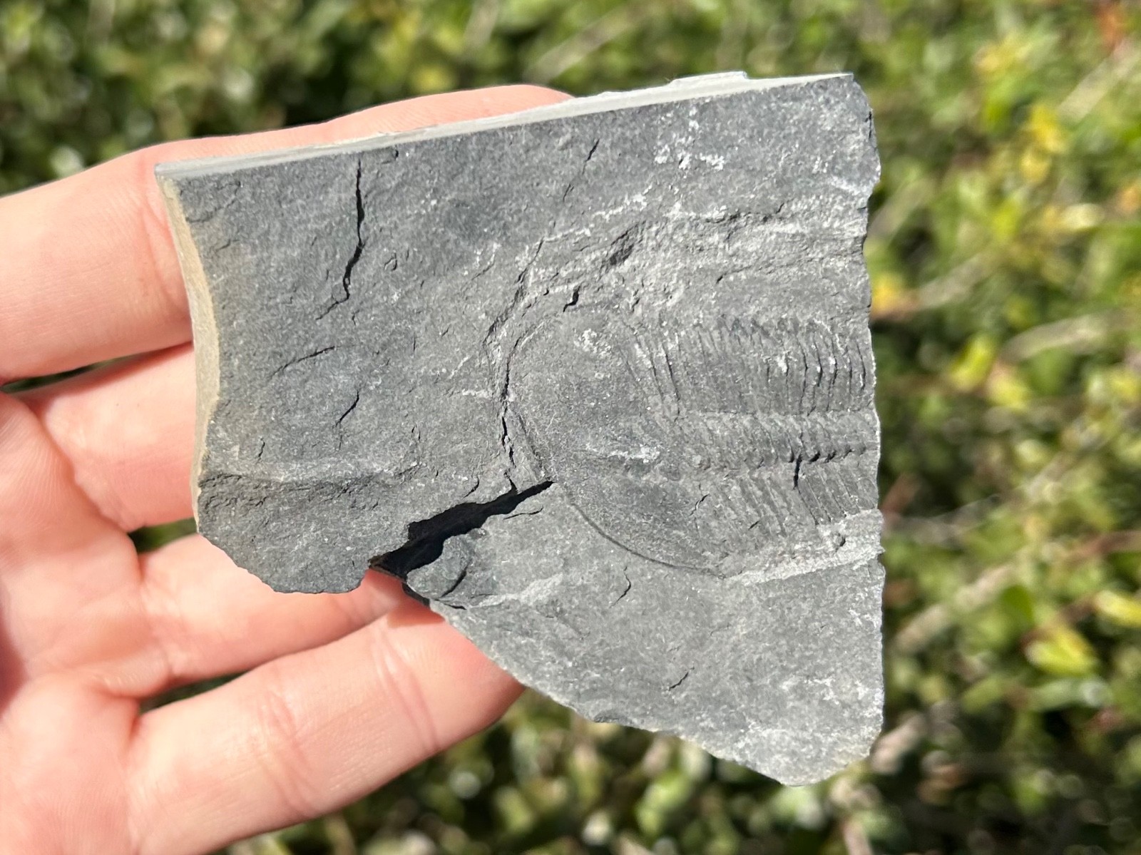 Washington Fossil Trilobite Ogygopsis Metaline Formation Cambrian Bug in Matrix