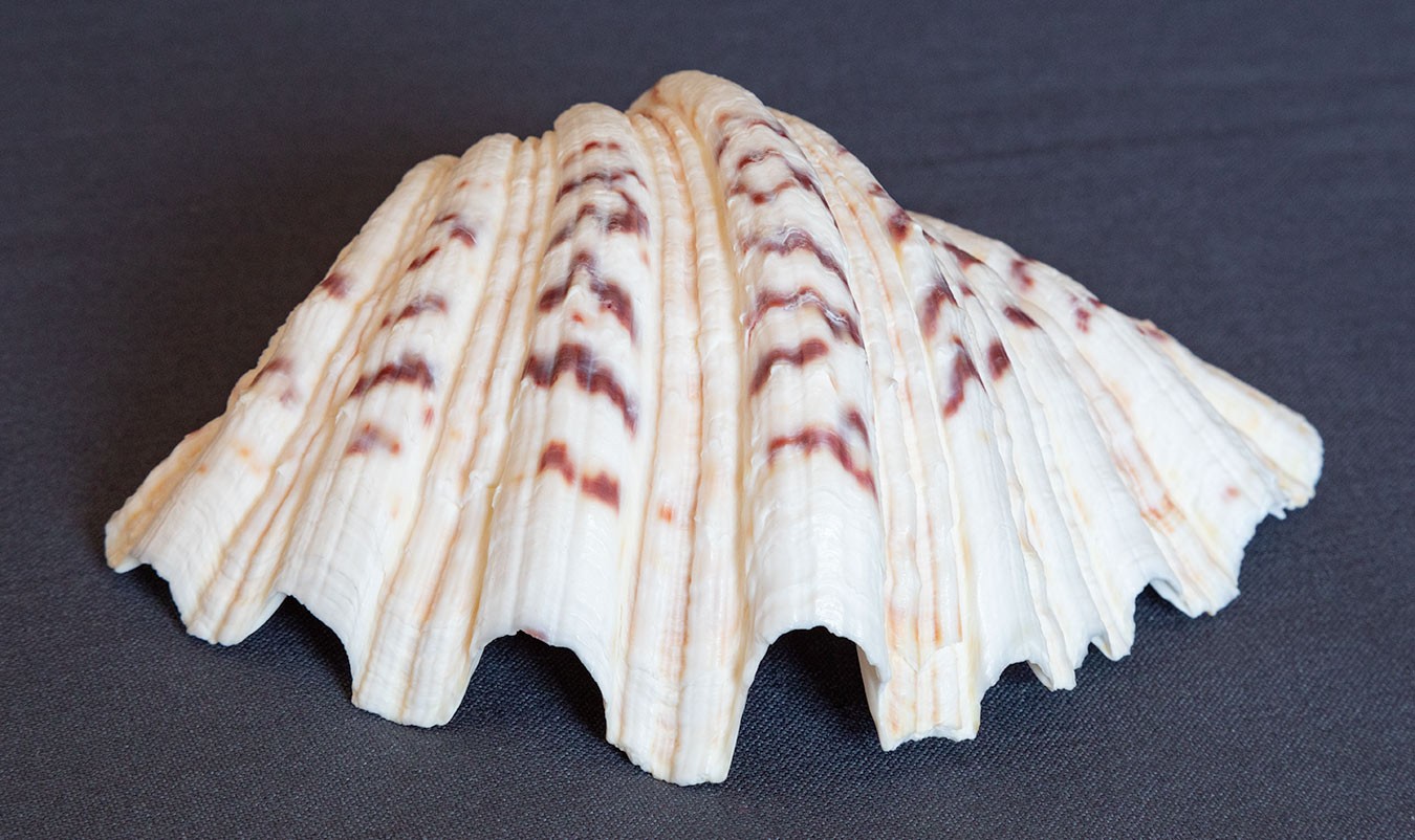 TRIDACNA GIGAS Clam Shell HALF 6" x 4" BEAR PAW Nice Marking