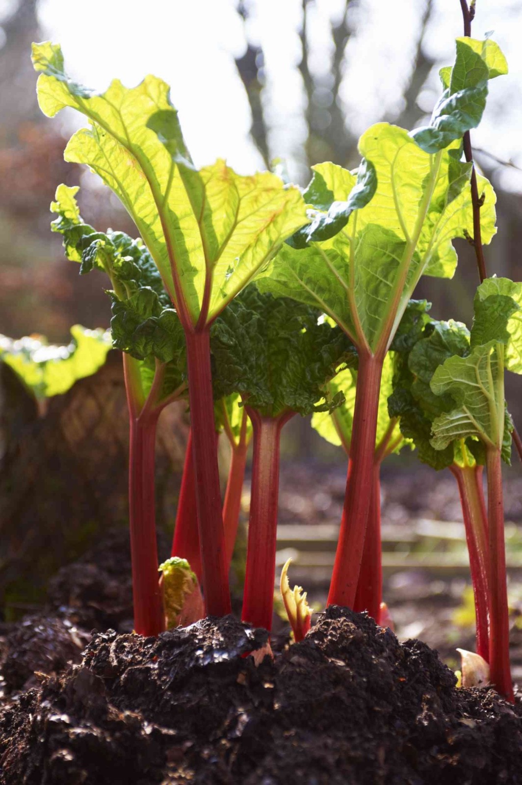 5 Victoria Rhubarb Bare Root -Rheum rhabarbarum