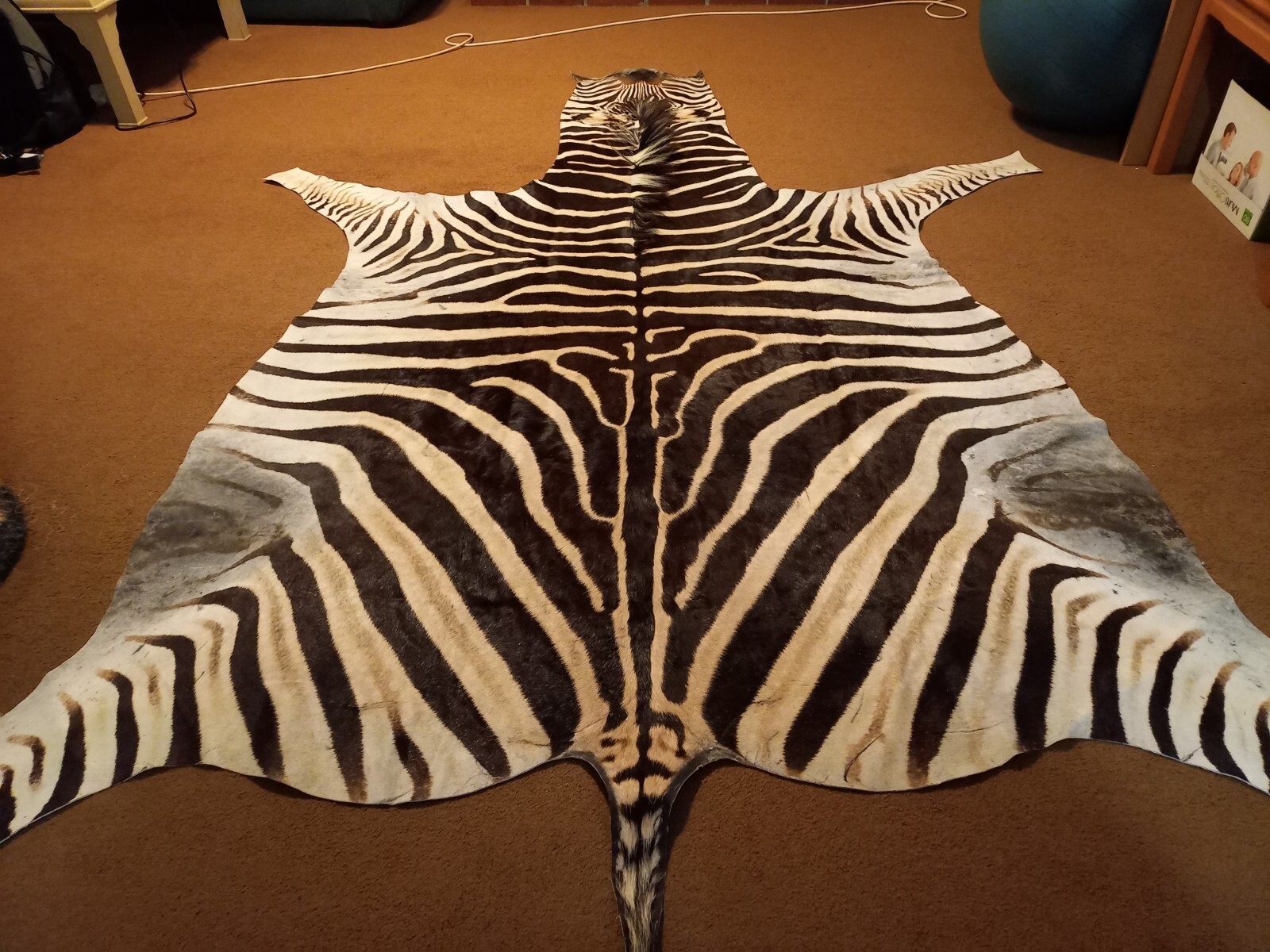 Zebra hide / skin - Large Genuine South African Burchell Zebra hide - 35% OFF