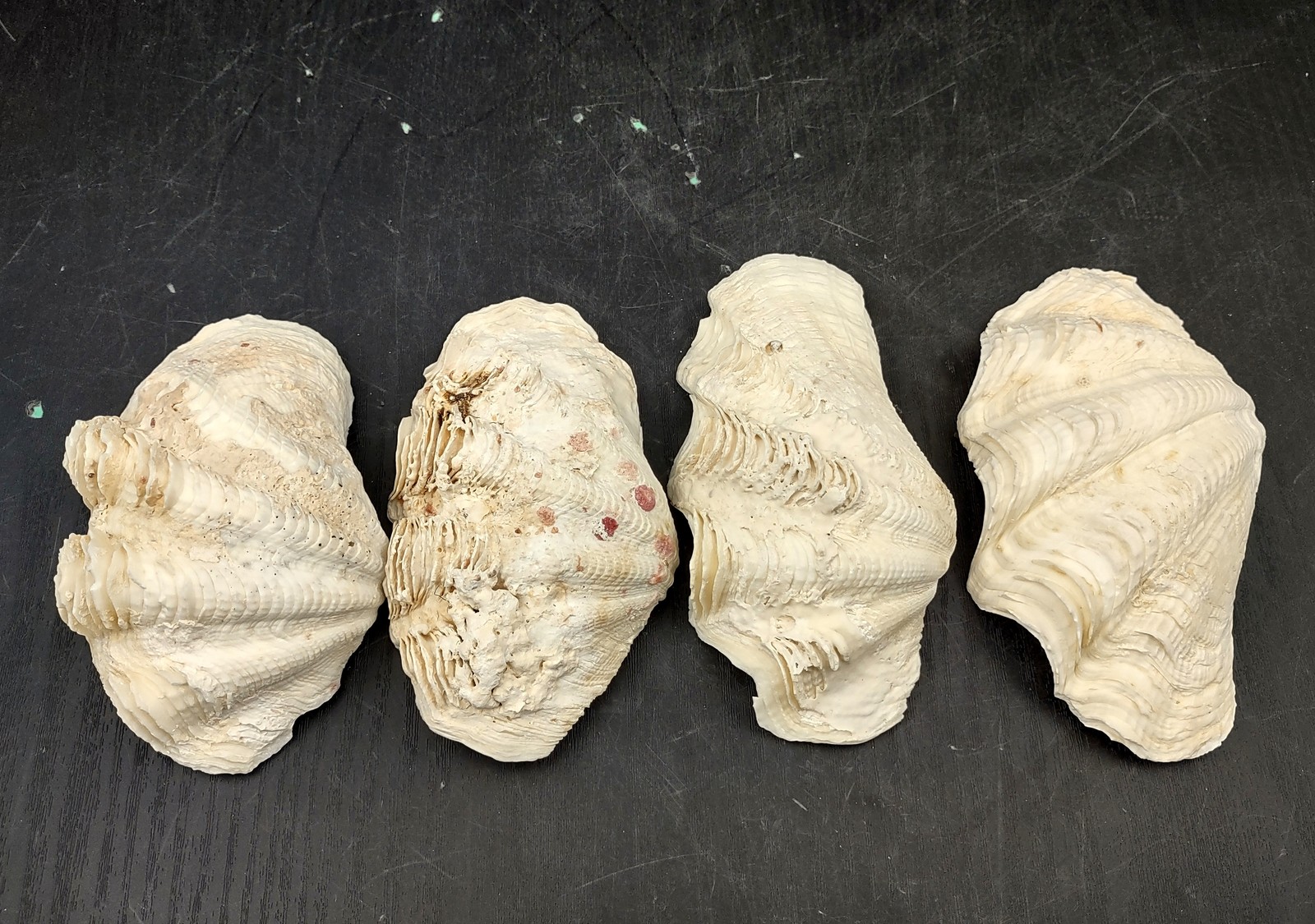 Ruffle Clam Seashell Half Tridacna Squamosa (1 shell approx. 4+ inches)