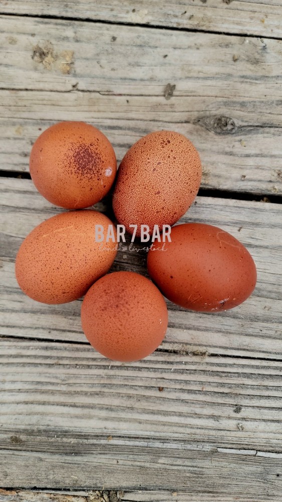 🥚🤎 Speckled Black Copper Marans Hatching Eggs – 1 dozen 🤎🥚