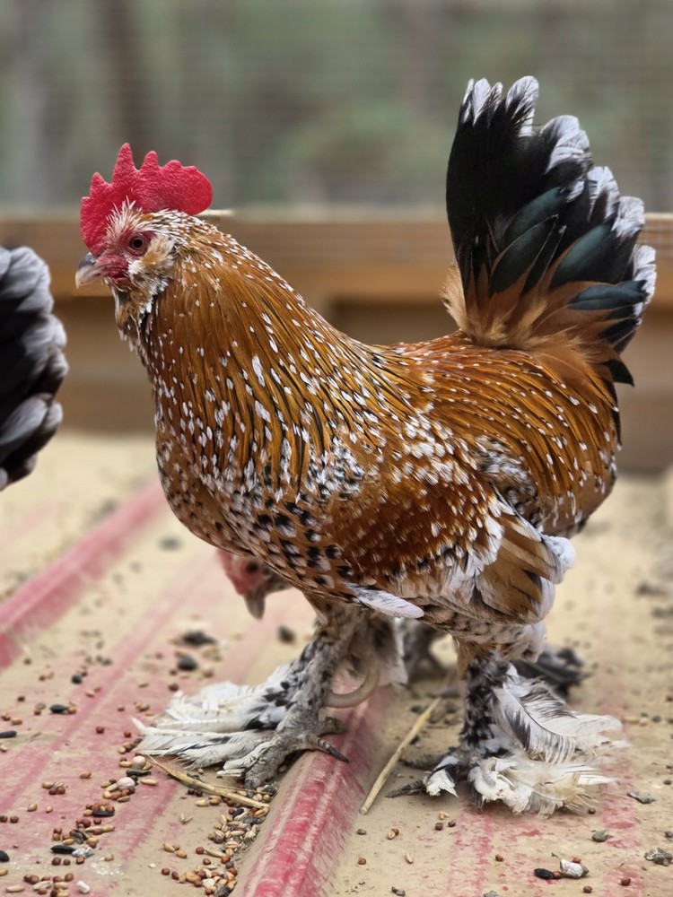 6+ Mille de Fleur D'Uccle Hatching Eggs NPIP Tested Flock