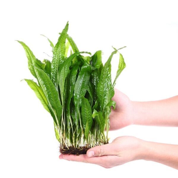 Java Fern Microsorum Pteropus Bare Root