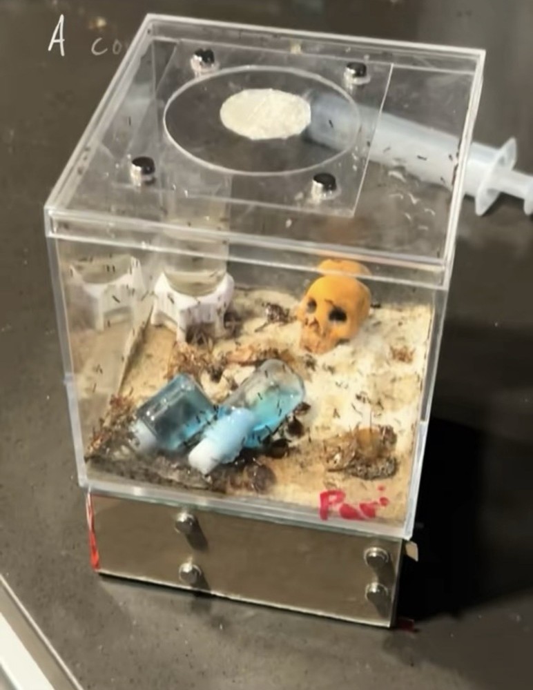 Formicarium