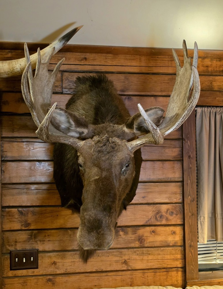 Large Utah Shoulder Mount Bull Moose Head