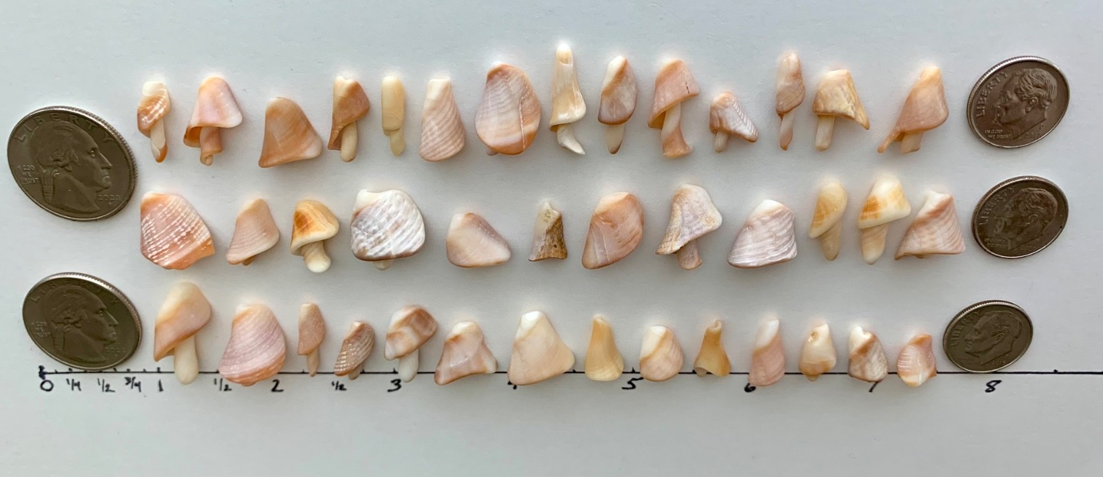 40 Mushroom Shell Beach Seashells Tree Natural Shaped Fragment Craft Dollhouse B