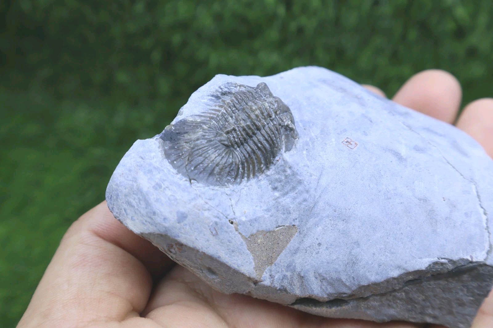 Rare Trilobite Scabriscutellum Trilobite Fossil Devonian Trilobite From Morocco