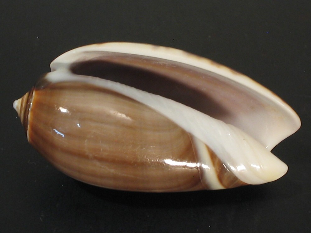 Hard2Get...OLIVA TIGRINA FALLAX~47.1mm~Kenya SEASHELL