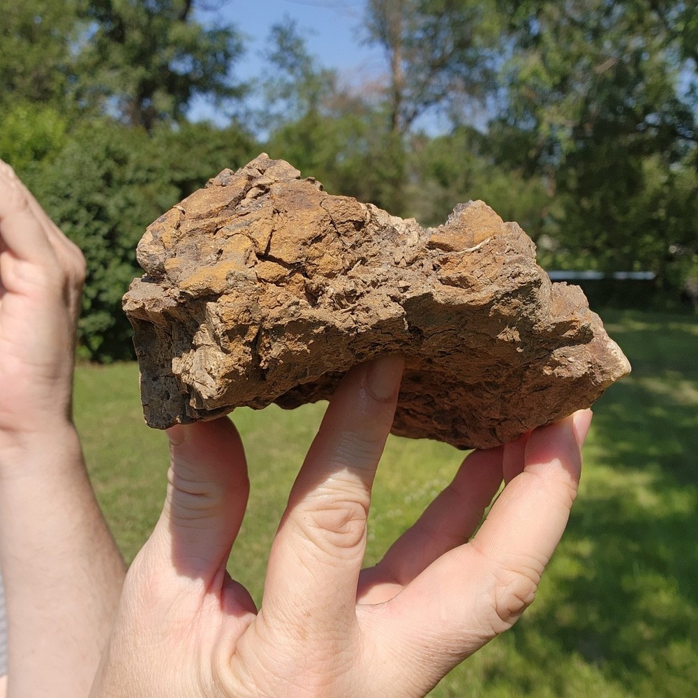 Dinosaur bone Section - Authentic Cretaceous Fossil - Hell Creek Formation