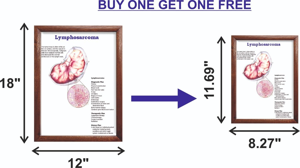 Lymphosarcoma Chart 12x18 inches