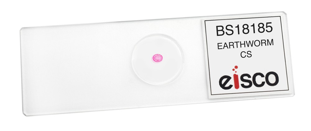 Earthworm - Prepared Microscope Slide - 75x25mm - Eisco Labs