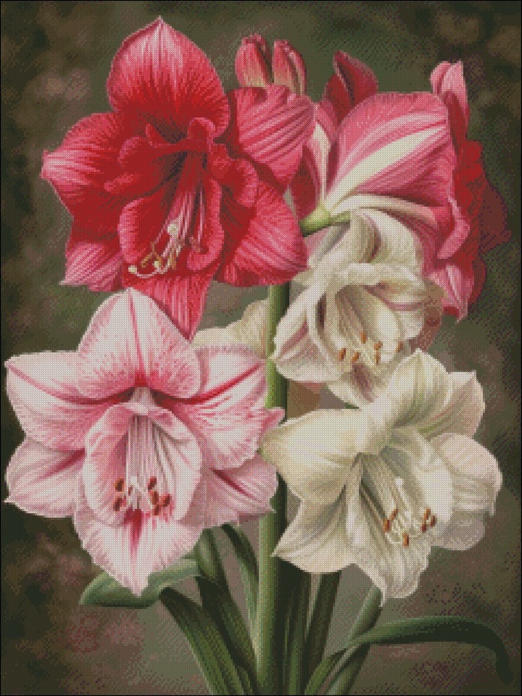 Amaryllis - Chart Counted Cross Stitch Patterns Needlework DIY DMC Color 14 ct
