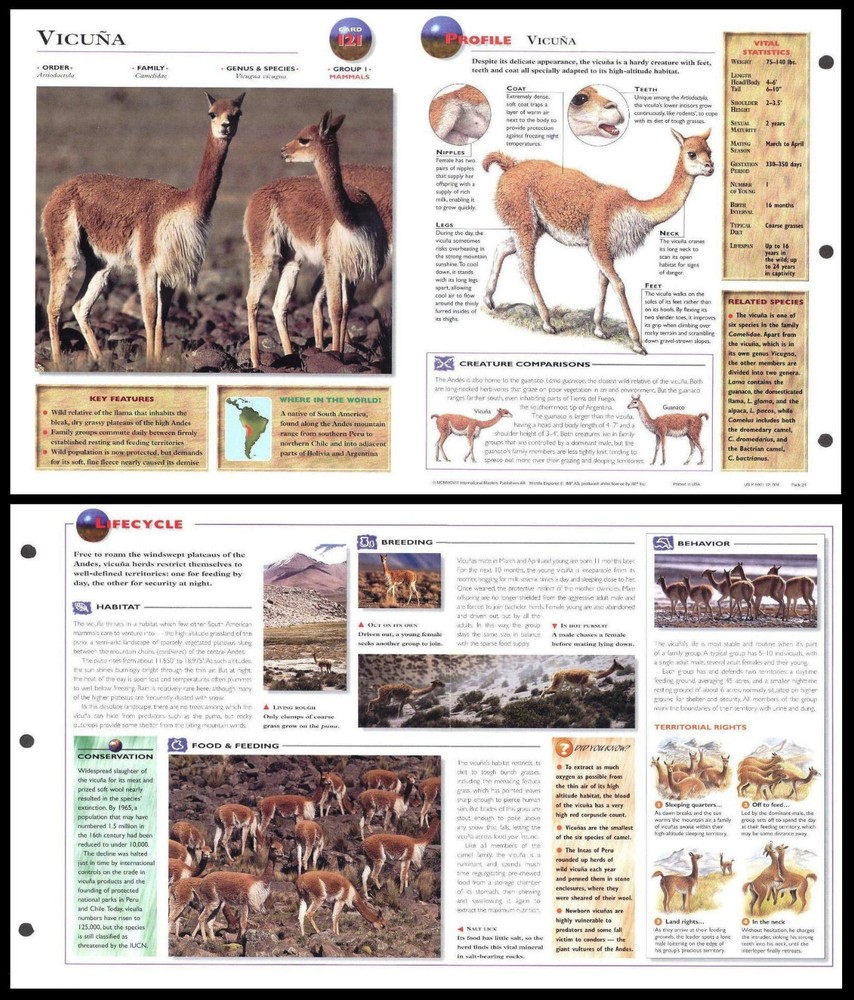 Fold-Out Sheet - Vicuna - 121