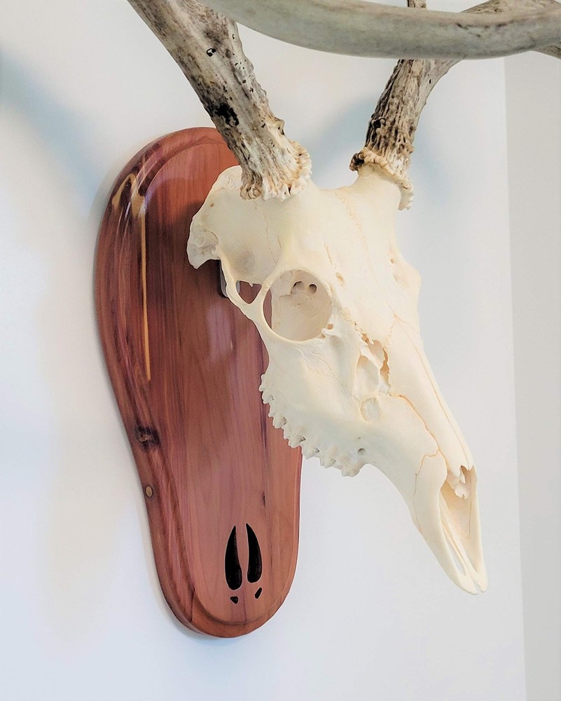 Cedar Deer Skull Mount 7" x 13" - Solid Cedar with Hardware Included