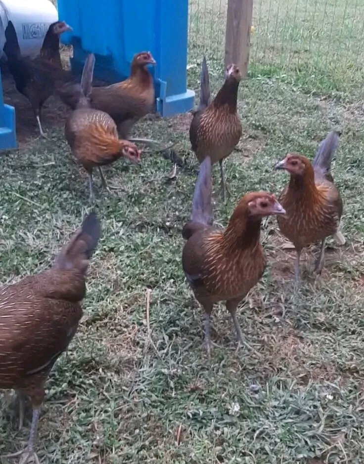 12 Chicken Hatching Eggs.