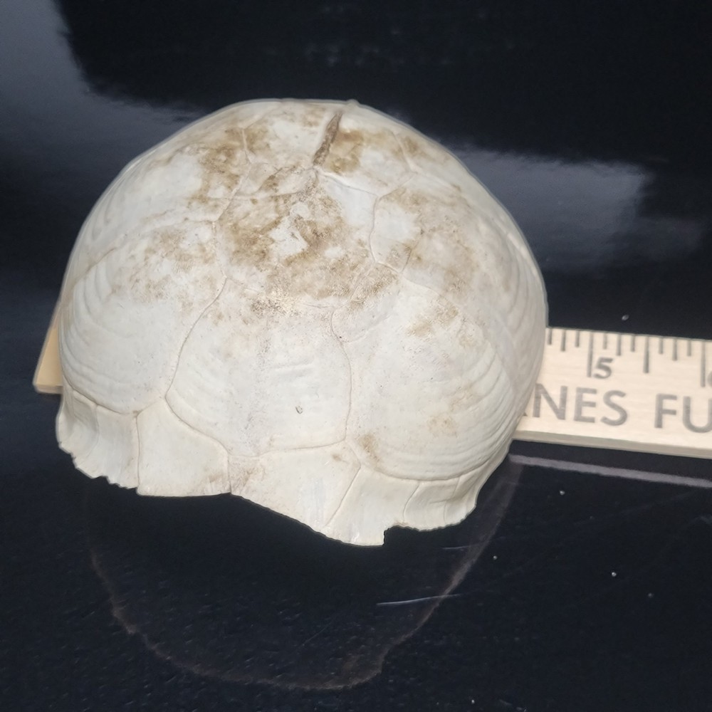 BLEACHED FOSSILIZED REPTILE BONE Skeleton TURTLE SHELL #1