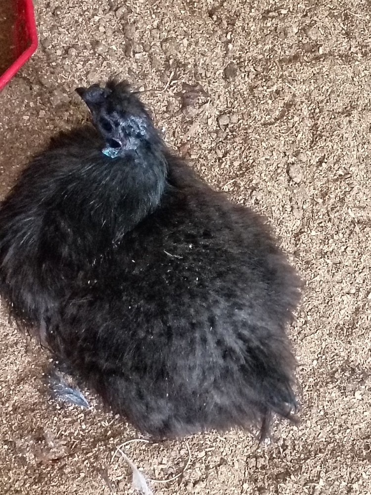 12 + Silkie Hatching Eggs NPIP & AI Clean