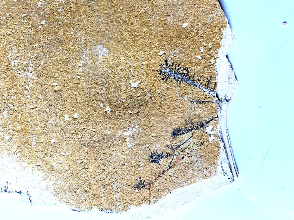Fossil With Inclusions See Photos