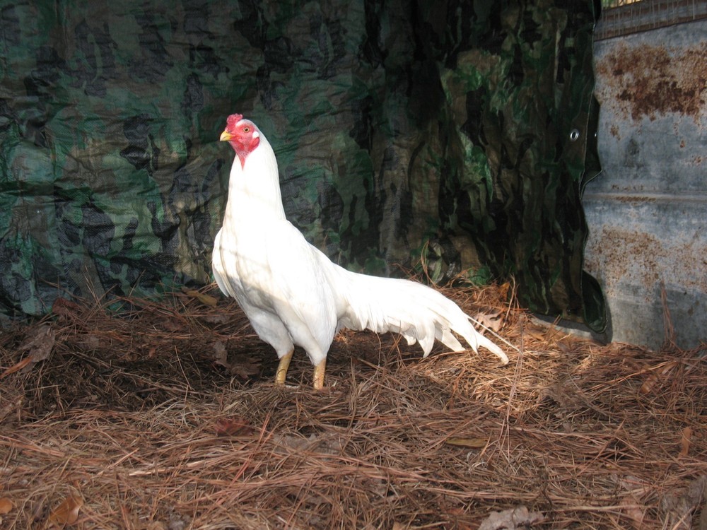 12 ASSORTED WAHL ASIL EGGS