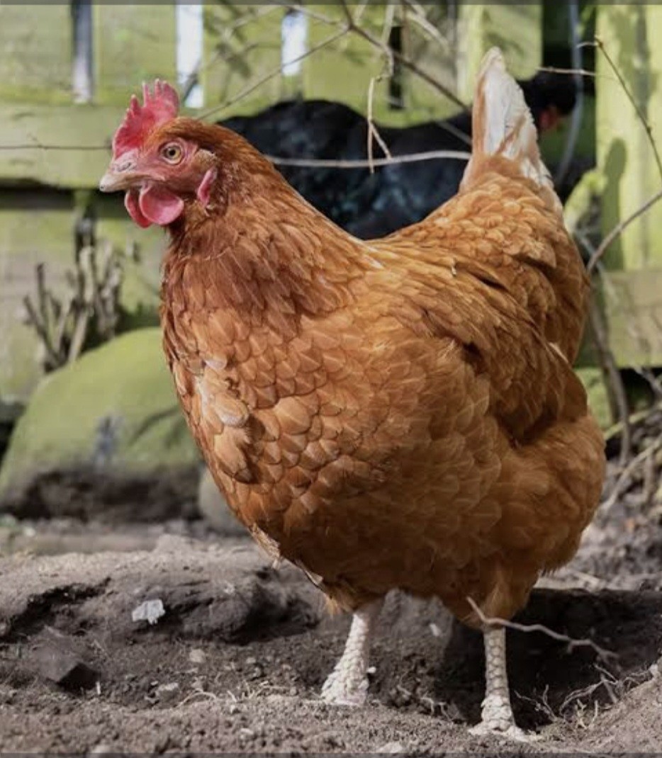 12 ISA Brown Chicken Hatching Eggs.NPIP/AI certified