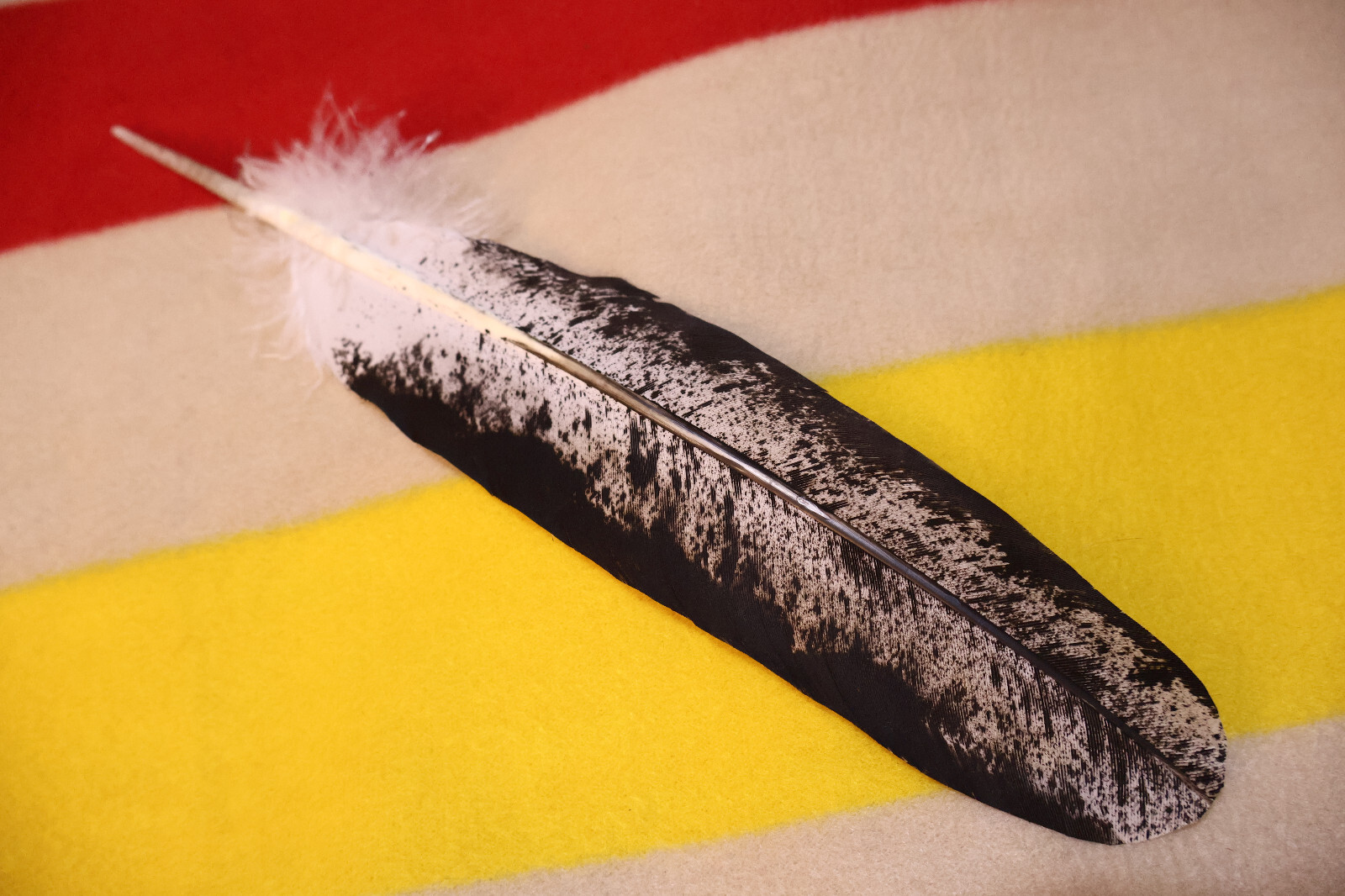 Native American-made Immature Bald Eagle Feathers Immature hand painted