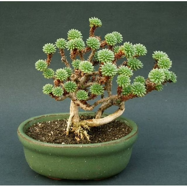 3/8" Black Lava Rock 3 Gal for Bonsai, Succulents, Cactus & soil mixes FAST SHIP