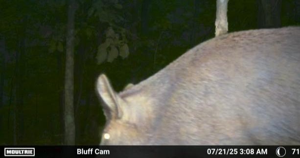Ultimate Bear, Deer, and Wild hog Call Lure!