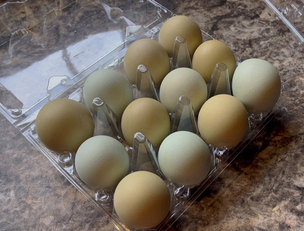 18 Olive Egger Hatching Eggs
