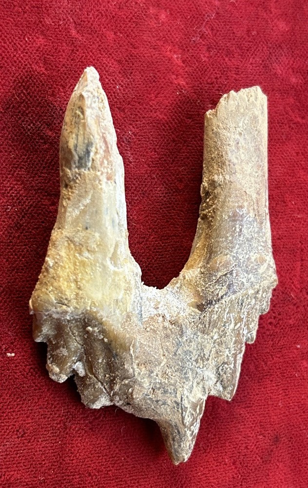 2 1/2” Basilosaurus Tooth 40-34 Mil Yrs Old Late Eocene