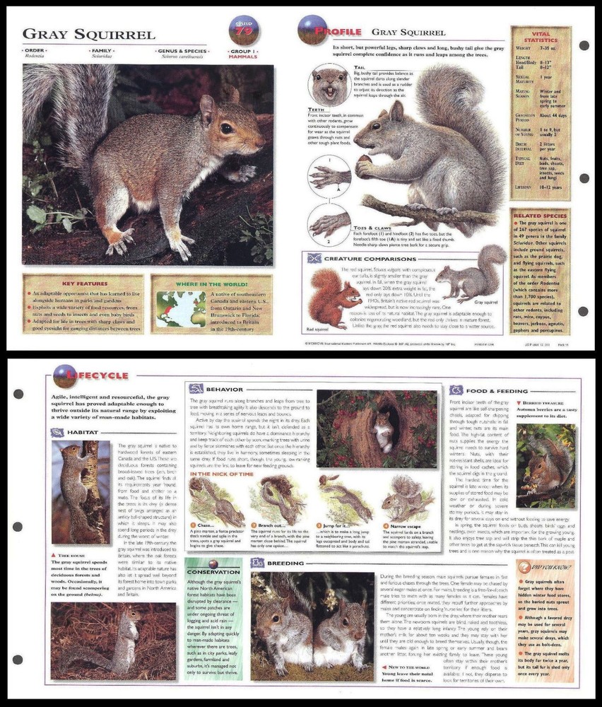Fold-Out Sheet - Gray Squirrel - 79