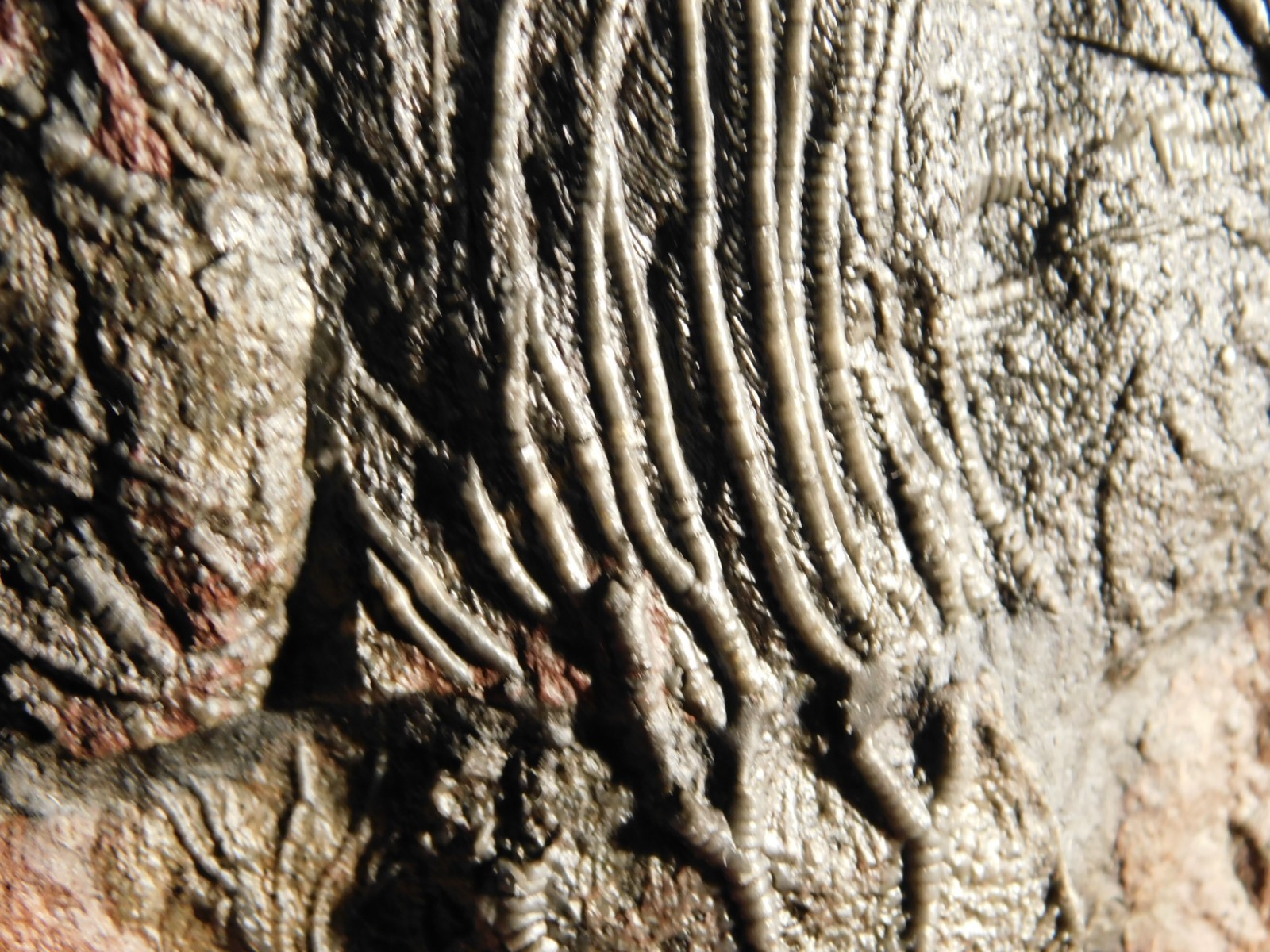 LARGER! 430 Million Year Old! CRINOID Fossil or Sea LILY Fossil Morocco 686gr