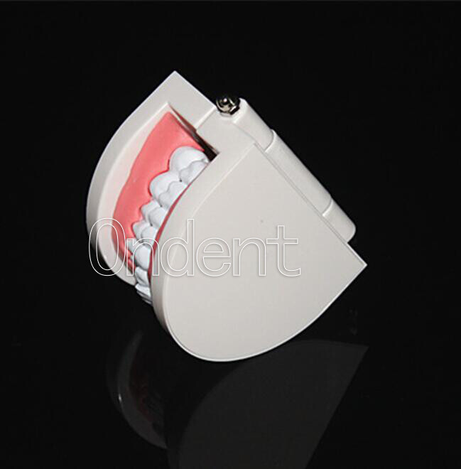 Dental Standard Tooth Model Dentist Teaching Demonstration Study Full 28 Teeth