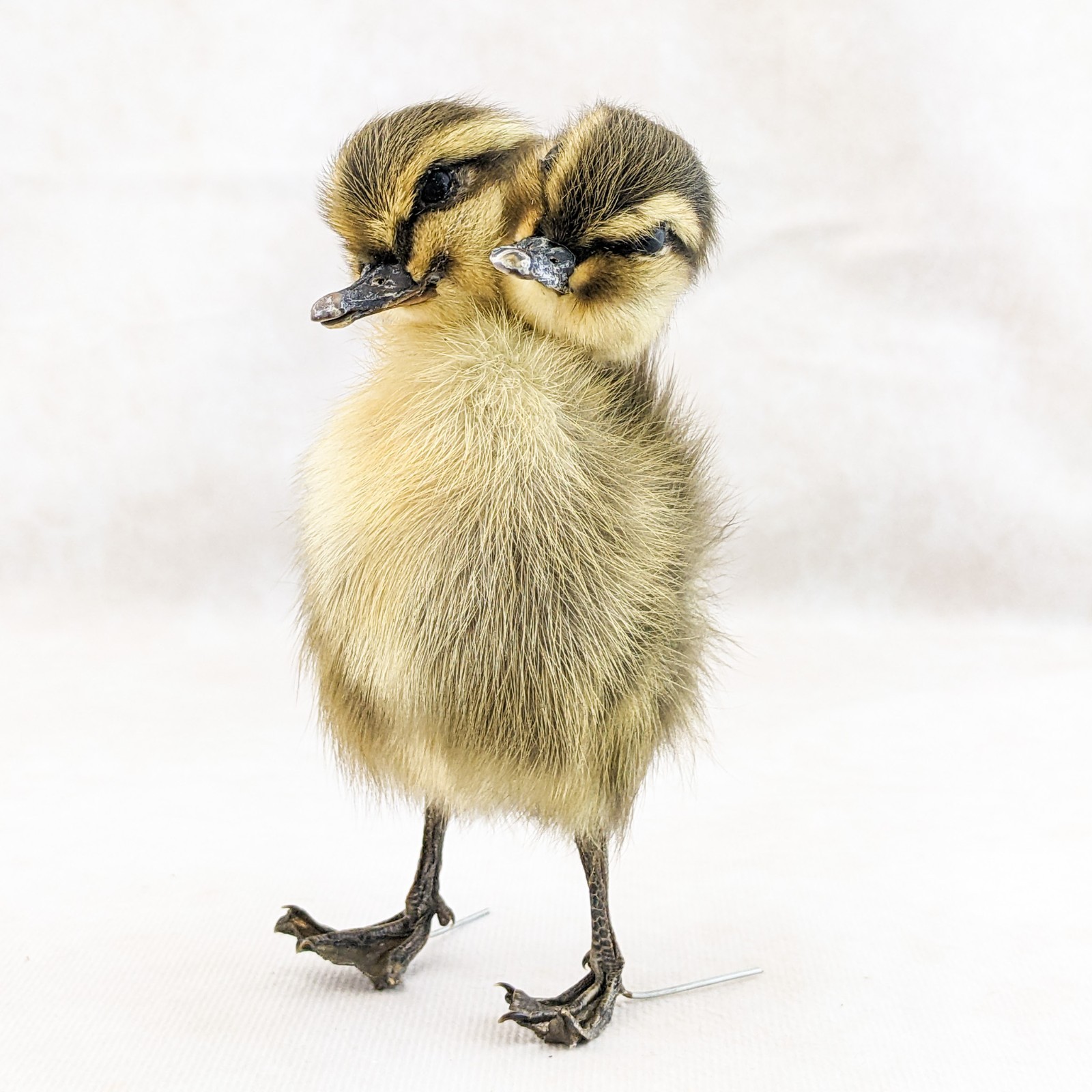 Two 2 Headed Duck Duckling Oddity Curiosity sps: Anas Platyrhynchos domesticu