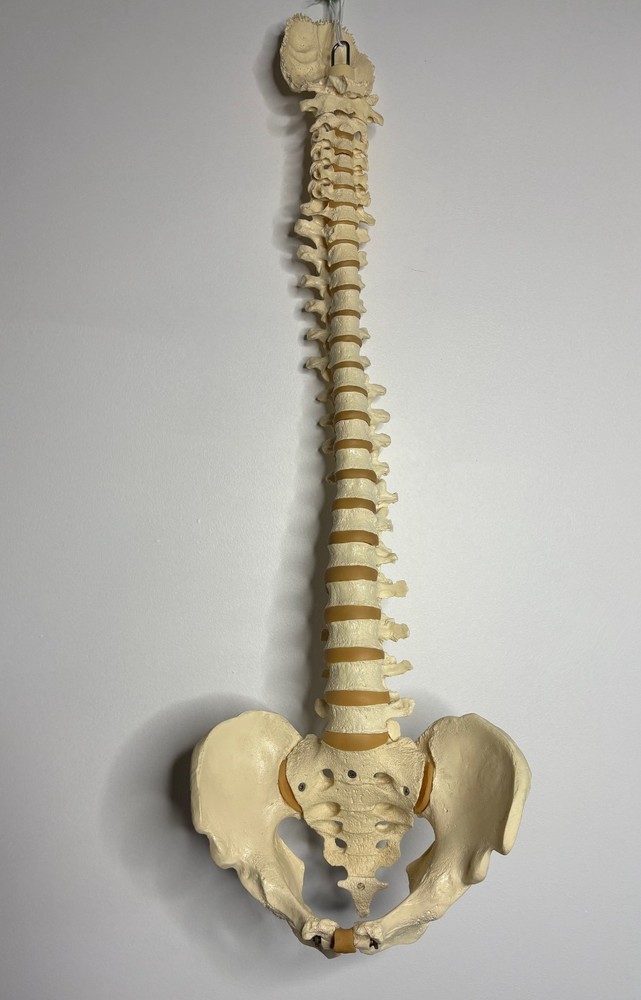 Spinal cord model with pelvic bone - Approx. 32"