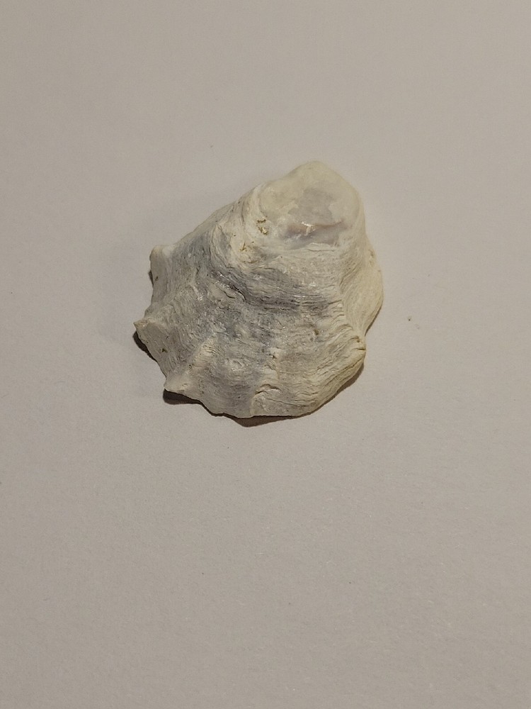 Hand Picked Floridian Sea Shell - Eastern Oyster