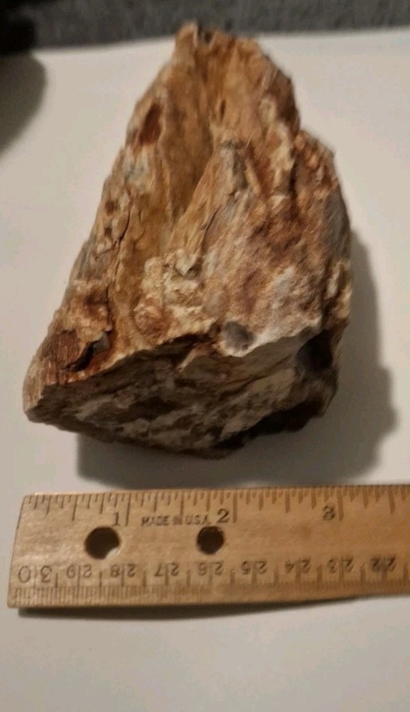 Petrified Wood 680g