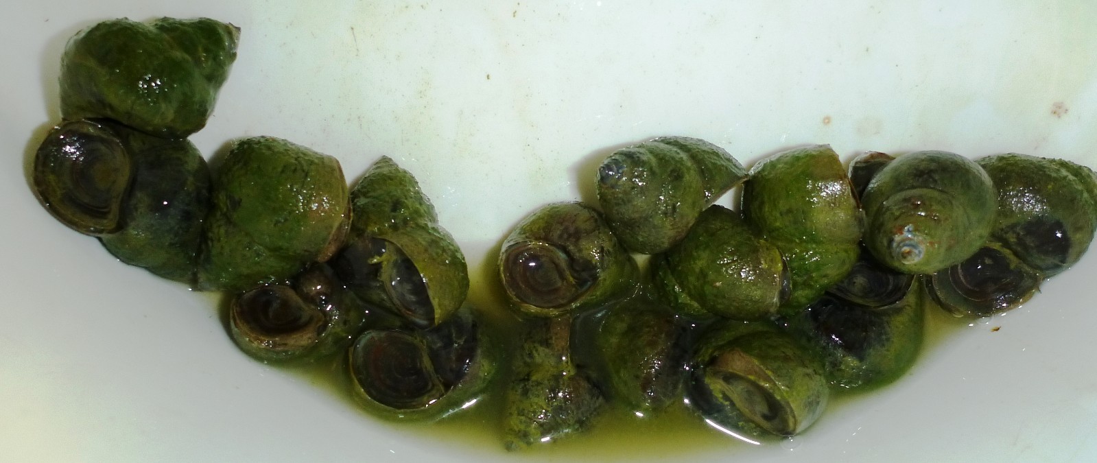 50-Lot Japanese Trapdoor snails algae eaters for koi pond garden pkf
