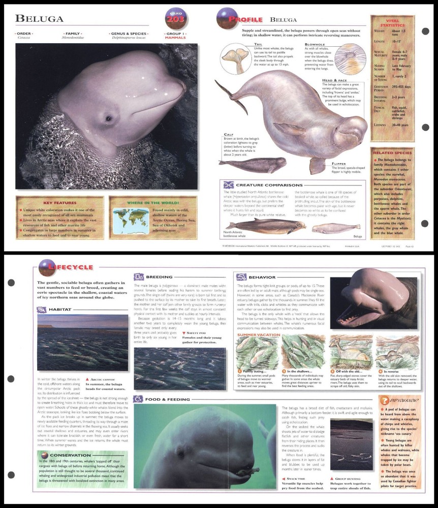 Fold-Out Sheet - Beluga - 203