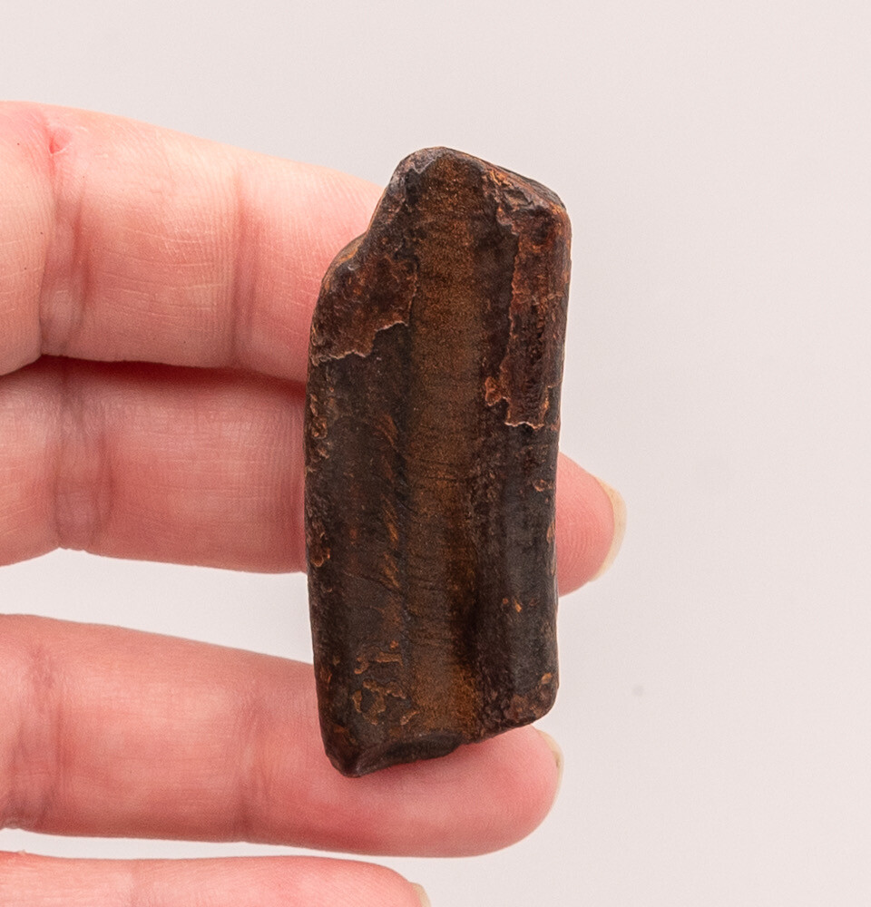  Paramylodon garbanii Florida Fossil Sloth Tooth     1875                      